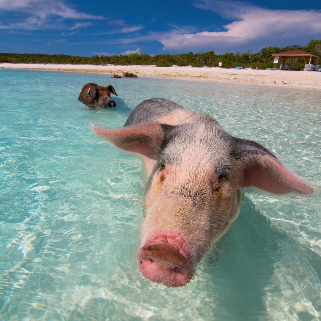 The Exuma Beach Pigs Swimming - Exuma Bahamas Excursions & Tours - Float Your Boat Bahamas