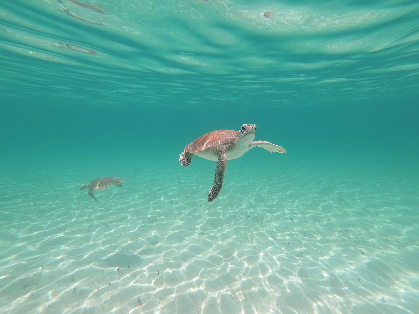 Sea Turtles Rose Island - Bahamas Excursions & Tours - Float Your Boat Bahamas