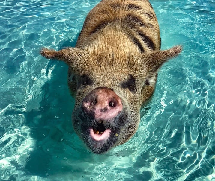 Pig Beach Bahamas Swimming Pigs
