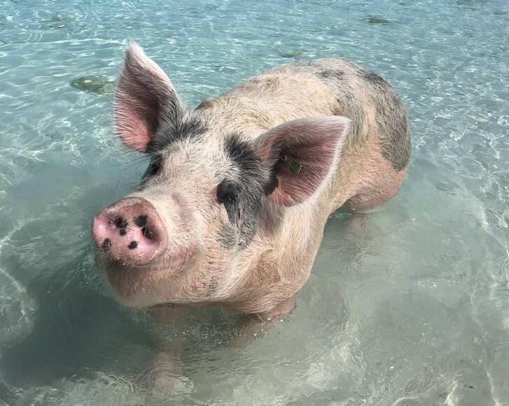 Pig Beach Bahamas Swimming Pigs